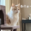 雨田甘夏、体重管理です。【猫とお惚けと表情管理事情】