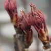 春雨、草木の芽が動きます。