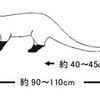 ハクビシン