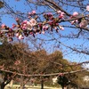 我が街も桜の開花宣言ですが、ナタネ梅雨に花冷えになるとか