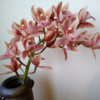 ブログ開始から４６３週　🌸