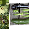 庭で夏野菜 75　【オクラ、ナスビ、ピーマン、キュウリ】