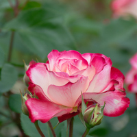春の薔薇　その２