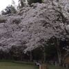 満開の桜