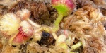 セファロタス成長記録=2026/9月14日 #食虫植物 #icos #BGM #ボカロ #初音ミク