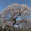 京都御苑。出水のしだれ桜（枝垂れ桜）、近衛邸跡の糸桜、満開見ごろ。桃やコブシの花も見ごろ。