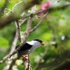 シロクロマイコドリ(White-bearded Manakin)