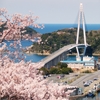 道の駅ゆうひパーク浜田とゆうひ公園に咲いていた桜です ① ‥