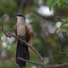 マミジロバンケン(White-browed Coucal)