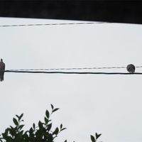 電線の鳥を撮りました