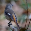 日本　隣の栗畑を訪れる冬の野鳥たち 