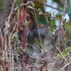 ハイムネウチワドリ Grey-breasted Prinia