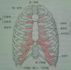 胸部レントゲンで読影する順番