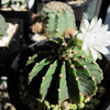 今期の花はこれが最後になるのかな