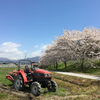 青空と桜とあぜ塗りと菜の花