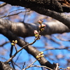 桜と菜の花泥棒(仮)