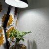 【観葉植物】植物育成用LEDライトがほしい