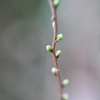 ユキヤナギの冬芽