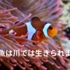 海の魚が川で泳いでいるような、川の魚が海で泳いでいるような