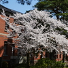 四高記念文化交流館の桜