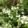 タケノコの便りが聞こえる里で