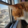 2021年2月22日にゃーにゃーにゃー猫の日