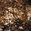 【ブロガー連動企画】SONY α NEX-5T で今が満開、京都の桜を撮ってみる。（2015年） #sakura2015bl