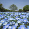 長居公園植物園　ネモフィラが見頃になりました　前編