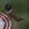 ノドグロハチドリ(Black-chinned Hummingbird)
