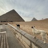 憧れのエジプトへ、お一人様限定ツアーで行ってきた｜2024年1月エジプト旅行①
