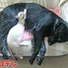 大型犬と子猫が２ヶ月でベッタベタ！こんなに仲良くなったよ！