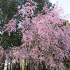 桜を見に（４）常陸風土記の丘の桜