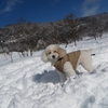 明けましておめでとうございます(院長)