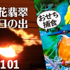 0101【霜花カワセミ捕食】小さな猛禽モズ水飲とスズメ接写、初日の出霜柱、イソシギ求愛マガモ、シジュウカラ鳴き声、コサギ舞捕食アオジ、うし電車、ダイサギ #今日撮り野鳥動画まとめ #身近な生き物語　鶴見川水系恩田川の野鳥