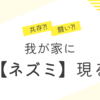 我が家に【ネズミ】再び現る🐭