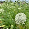 とてもきれいな人参の花畑。野菜の花はかわいい