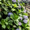 江ノ電　稲村ヶ崎駅界隈の紫陽花