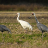 ツルの国に鳥を見に行った日記（２０２４　０１０６～０８）その２。
