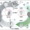シダ類のライフサイクル