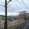 勝沼ワイナリー巡り「小雨と桜」