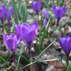 クロッカス、クロッカス♪