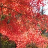 花貫渓谷　紅葉　