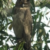 Dusky Eagle Owl ウスグロワシミミズク(インドの鳥その26)