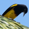 ベリーズ　庭木に来る Black-cowled Oriole（ブラックカウルド　オリオール）