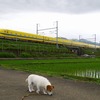 今日ノ黄金