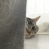 うちの猫、本気の睨みがもう反社