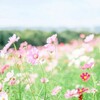 自分の“好き”が見えてくるお片付け～あるお客様の場合～