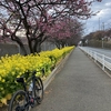 1/29(土)河津桜🌸