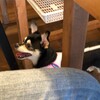 まろにー1802日目