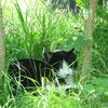 新潟の猫達 2024